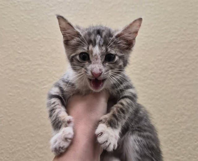Fable - Domestic Short Hair