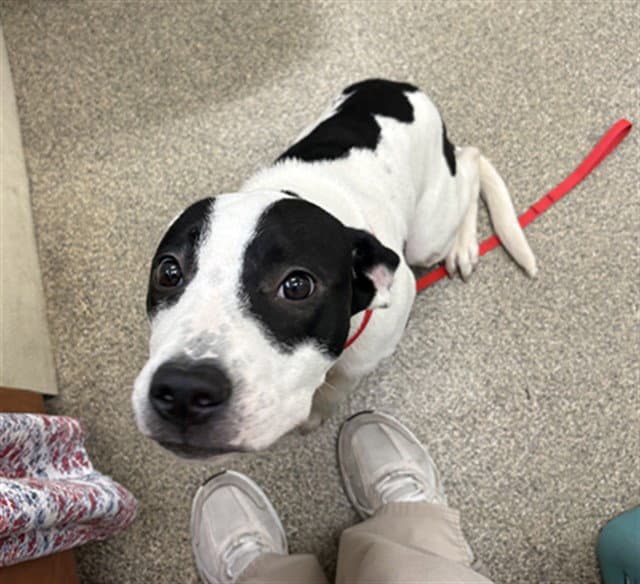 Benny - Pit Bull Terrier