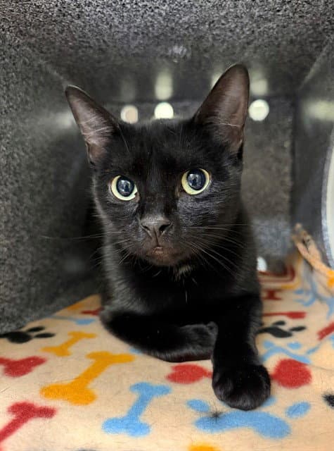 Sasha - Domestic Short Hair