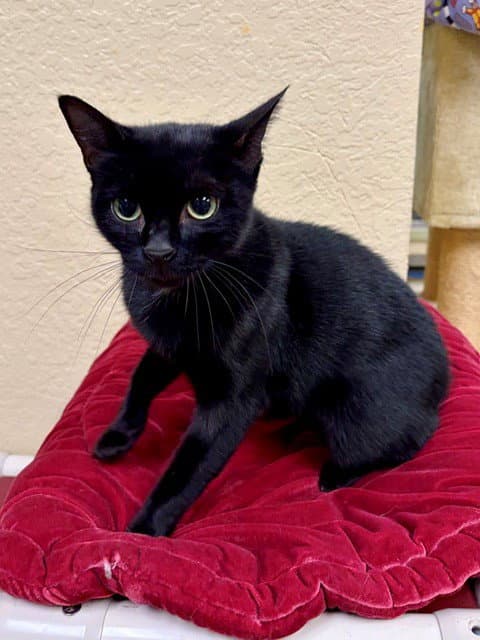 Sasha - Domestic Short Hair