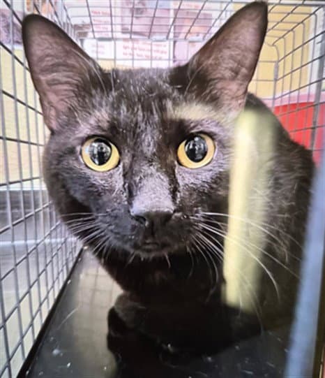 Zoro - Domestic Short Hair