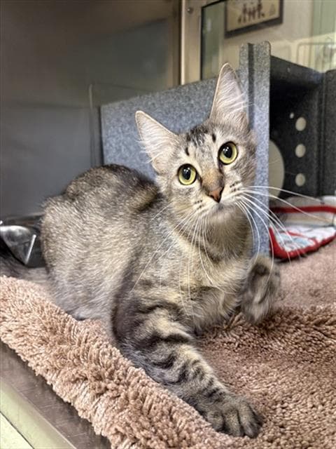 Willow - Domestic Medium Hair