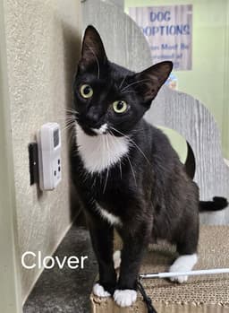 Clover image 1