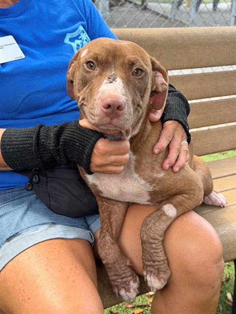 Faith - Pit Bull Terrier