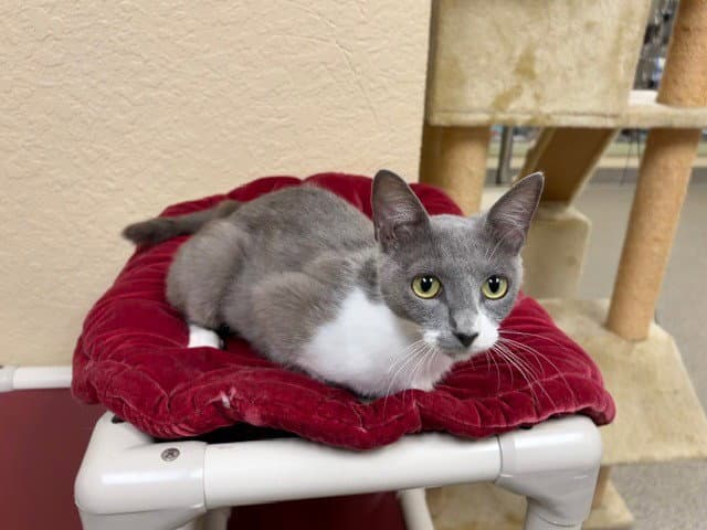 Stacey - Domestic Short Hair