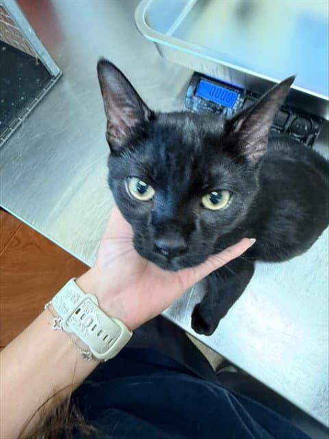 Milo - Domestic Short Hair