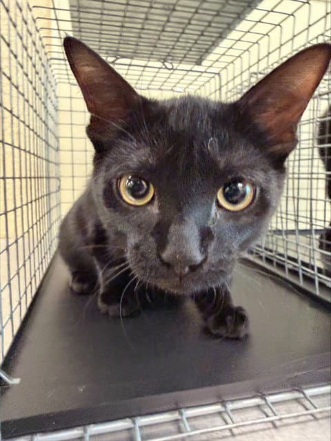 Monty - Domestic Short Hair