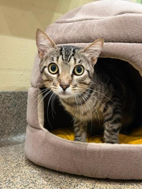 Zeke - Domestic Short Hair
