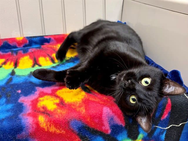 Sara - Domestic Short Hair