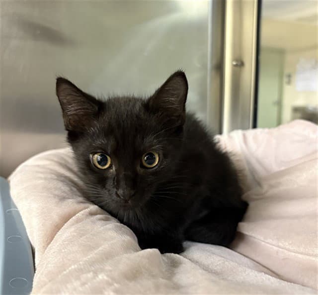 Coco - Domestic Short Hair
