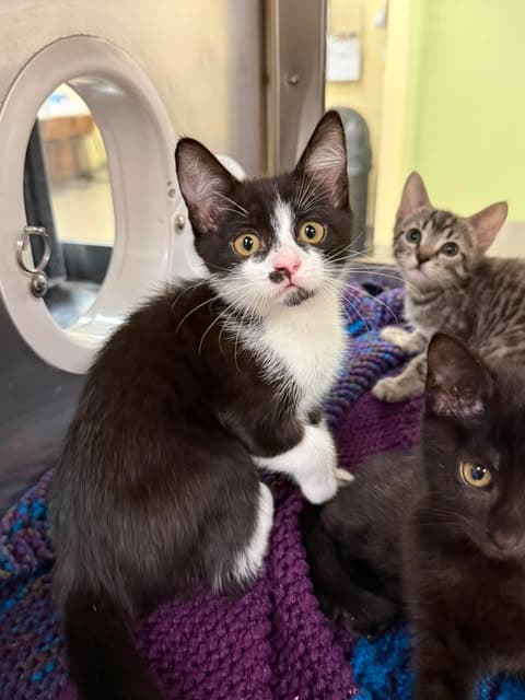 Janette - Domestic Short Hair