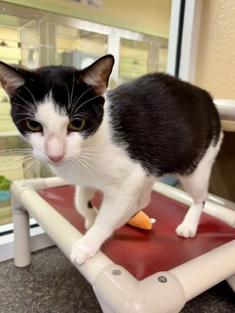 Shelly - Domestic Short Hair