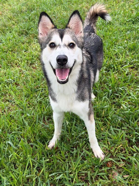 Kiara - Siberian Husky