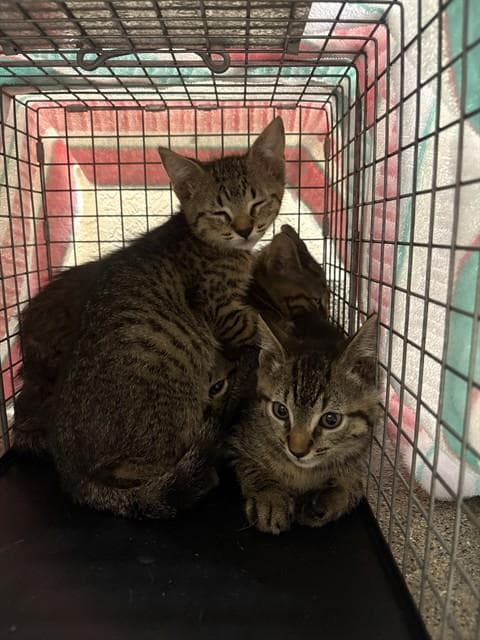 Unknown - Domestic Short Hair