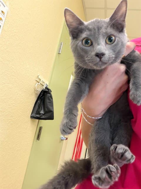 Misty - Domestic Short Hair