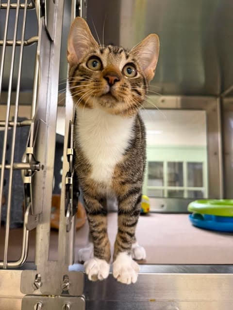 Oscar - Domestic Short Hair