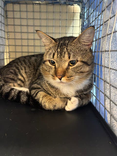 Marcelo - Domestic Short Hair