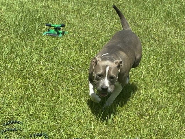 Jade - Pit Bull Terrier
