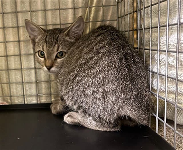 Chipmunk - Domestic Short Hair