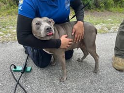 Chula image 1
