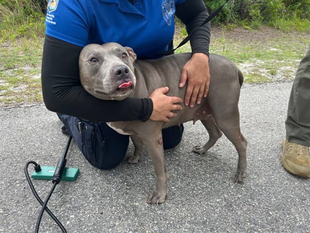 Chula - Pit Bull Terrier