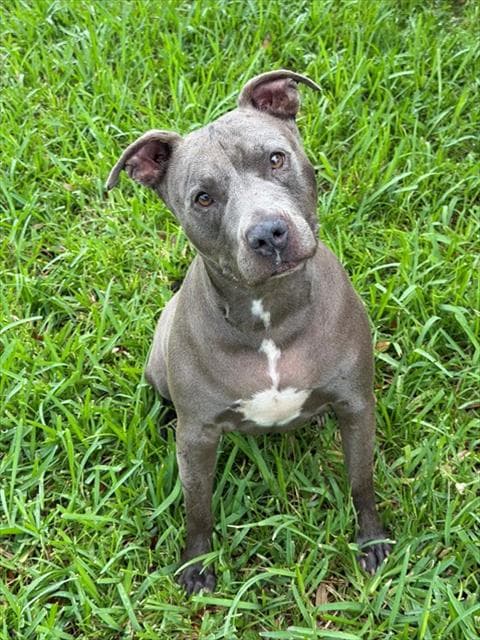 Chula - Pit Bull Terrier
