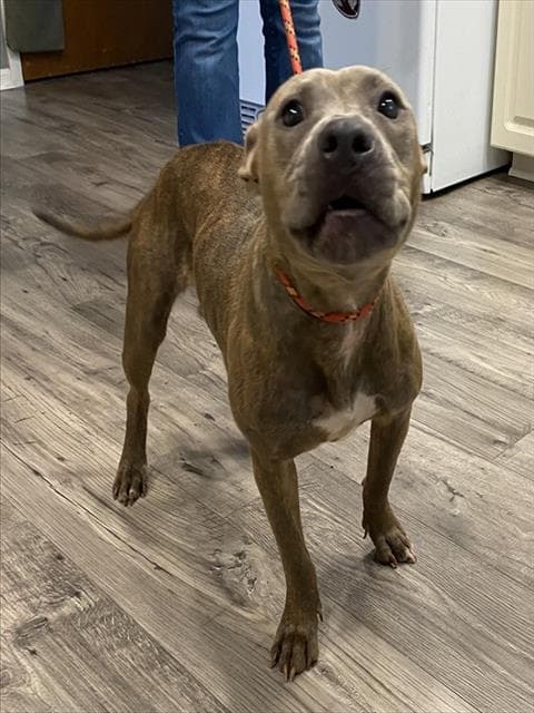 Tori - Pit Bull Terrier