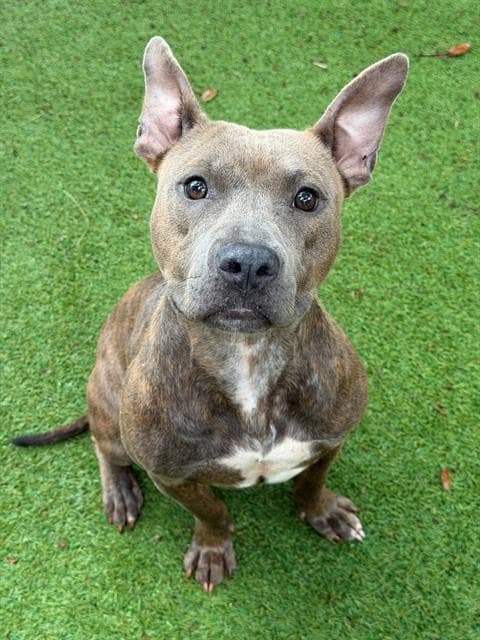 Tori - Pit Bull Terrier