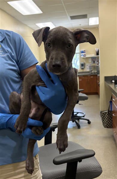 Edison - Pit Bull Terrier