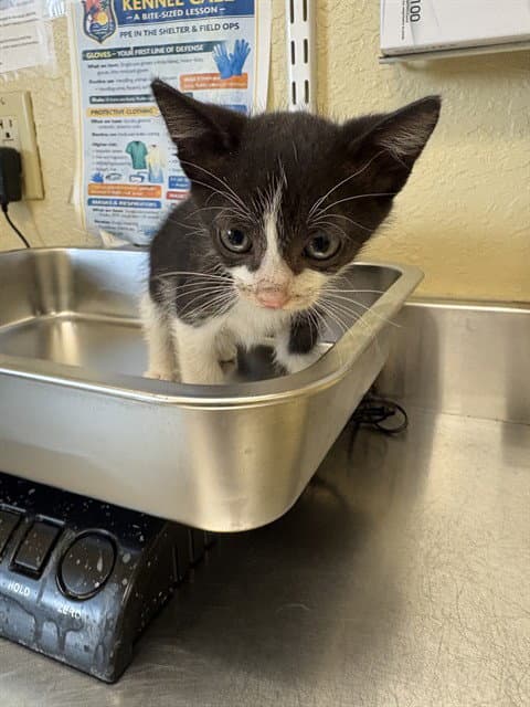 Jenga - Domestic Short Hair