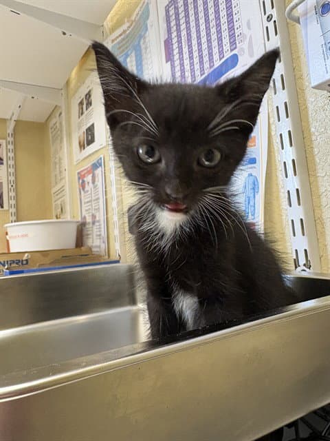 Sorry - Domestic Short Hair