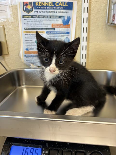 Trouble - Domestic Short Hair