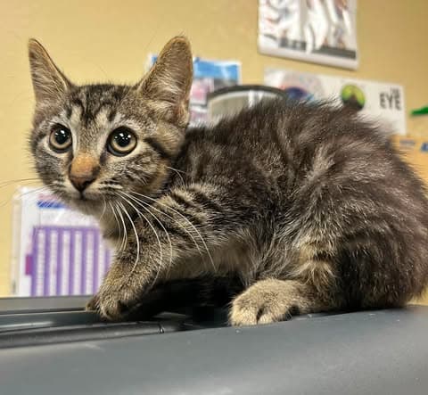 Bigfoot - Domestic Short Hair