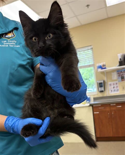 Gimli - Domestic Medium Hair