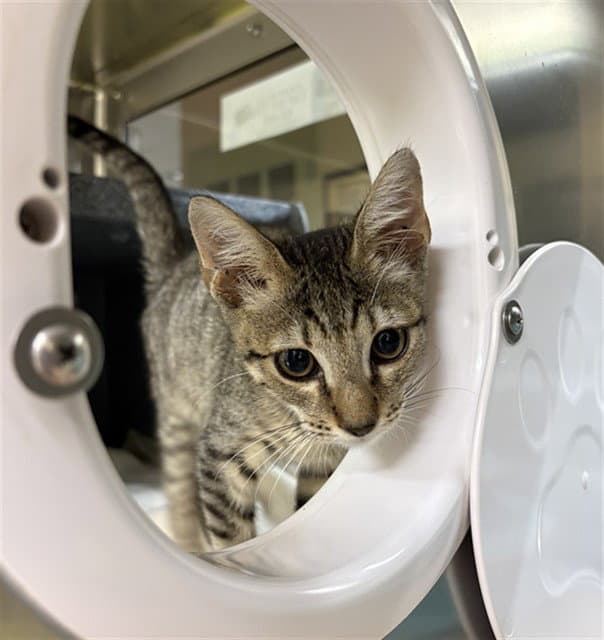 Finn - Domestic Short Hair