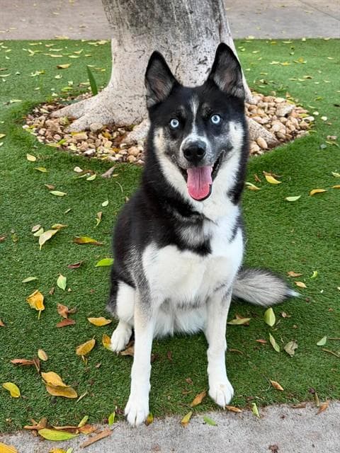 Winter - Siberian Husky