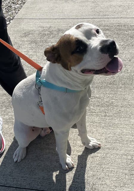 Tyler - Pit Bull Terrier