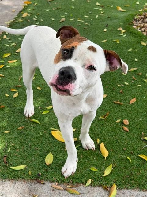Tyler - Pit Bull Terrier