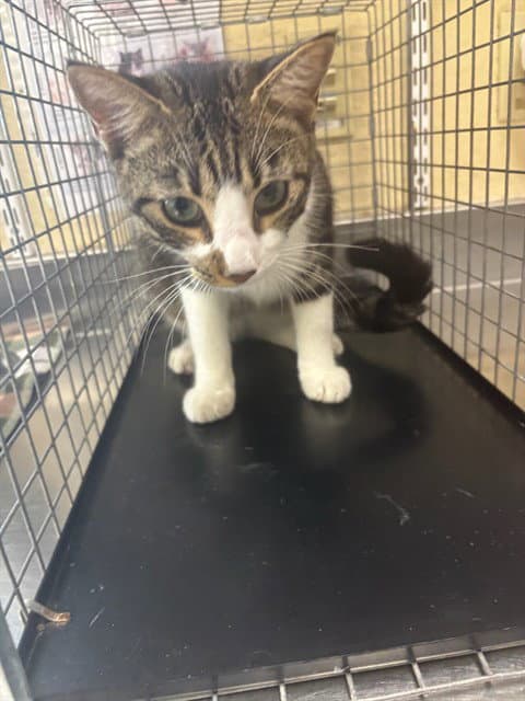 Wally - Domestic Short Hair