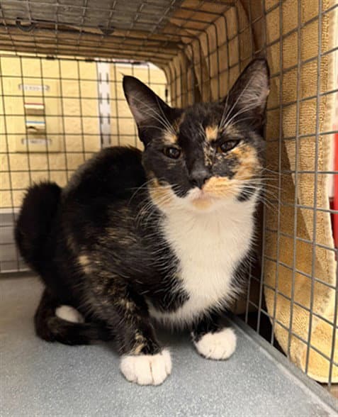 Dandelion - Domestic Short Hair