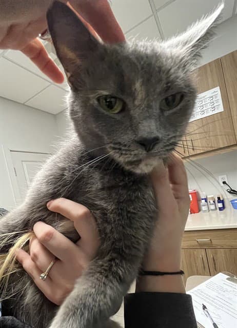 Sally - Domestic Short Hair