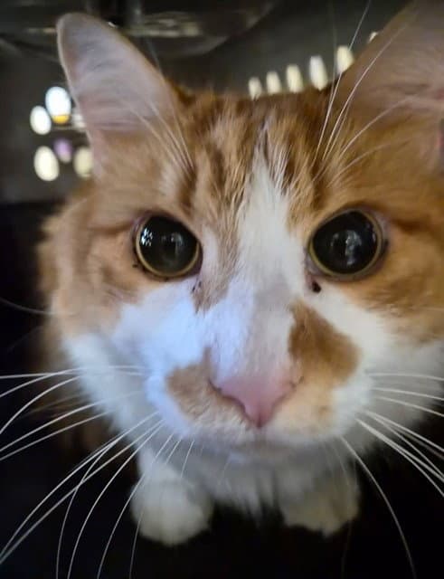 Pumpkin - Domestic Medium Hair