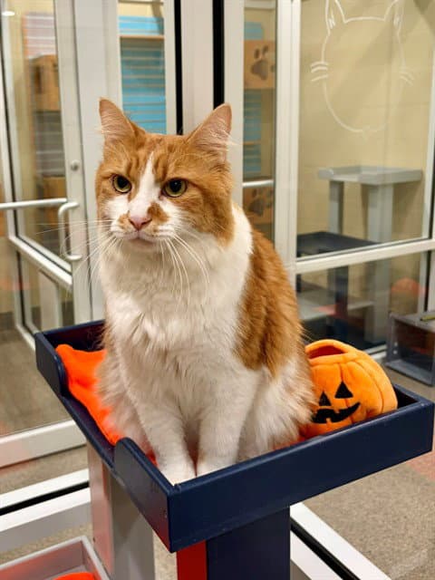 Pumpkin - Domestic Medium Hair