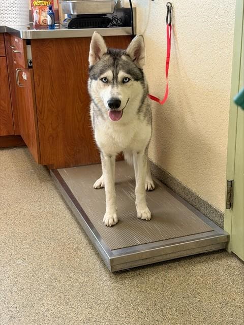 Sky - Siberian Husky