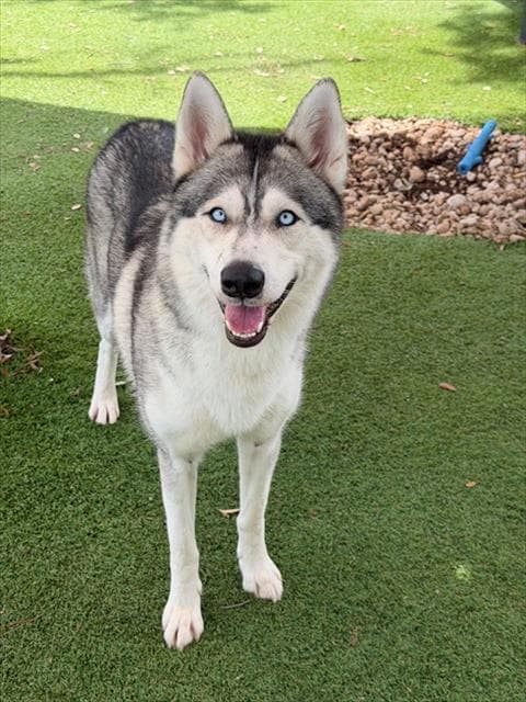 Sky - Siberian Husky