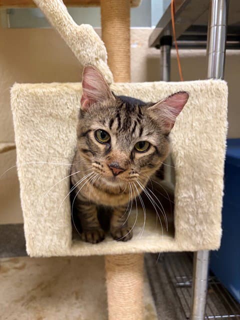 Mac - Domestic Medium Hair