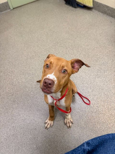 Davey - American Pit Bull Terrier