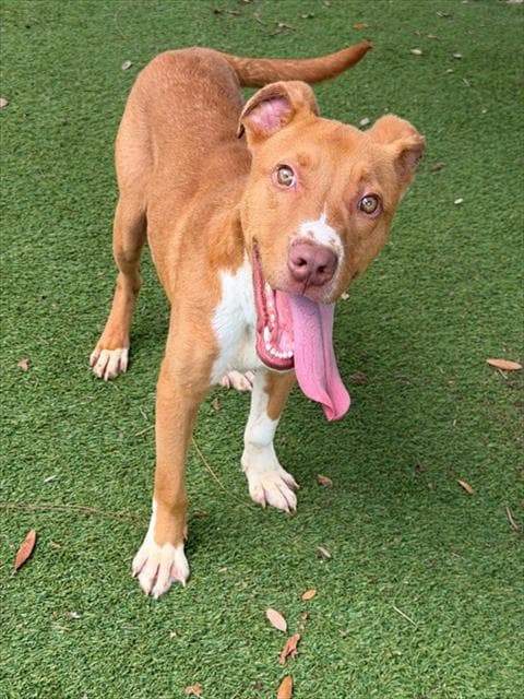 Davey - American Pit Bull Terrier