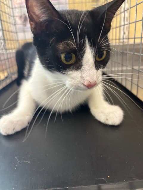 Razzle - Domestic Short Hair