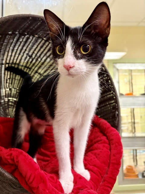 Razzle - Domestic Short Hair